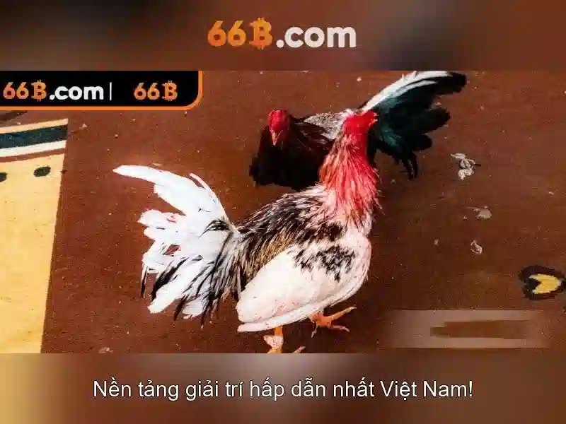 66b và chuẩn hóa hệ thống